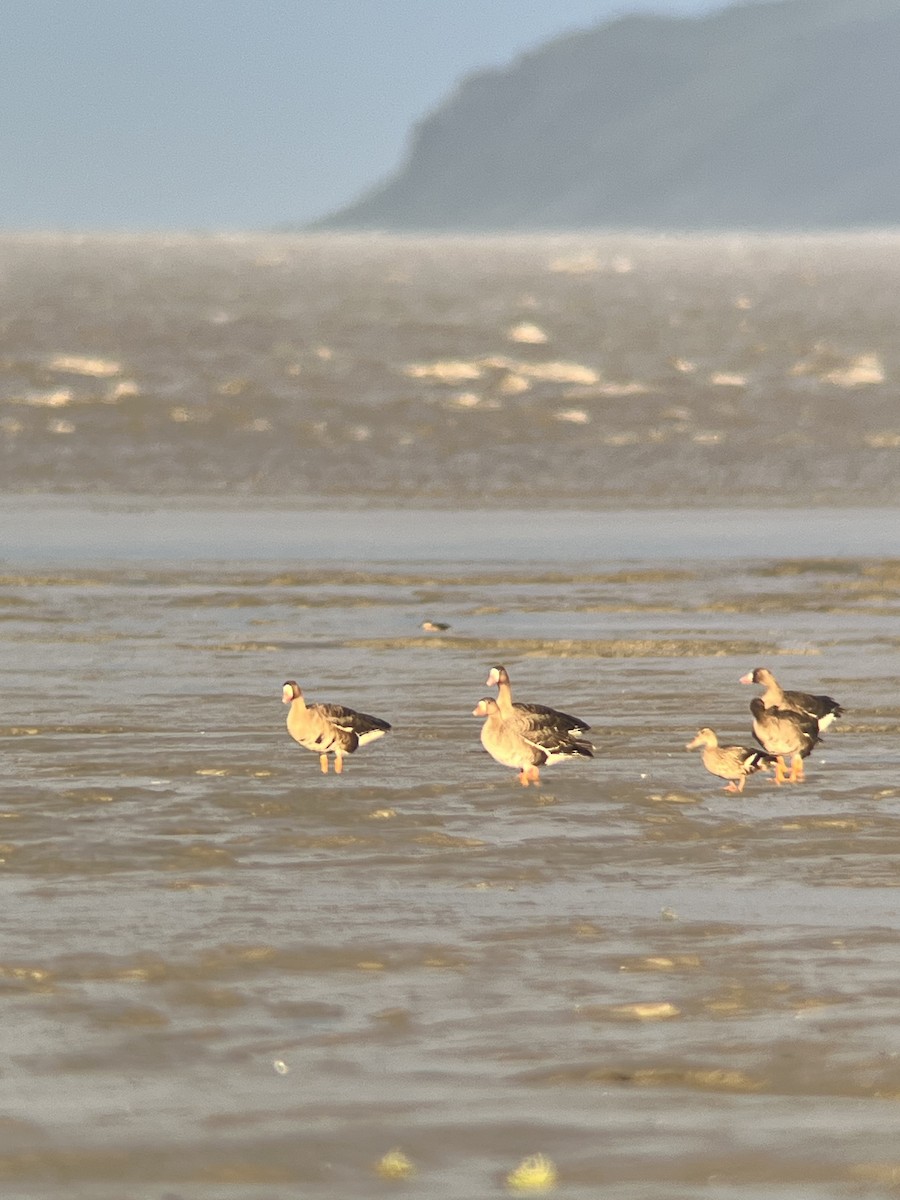 Greater White-fronted Goose - ML608269824