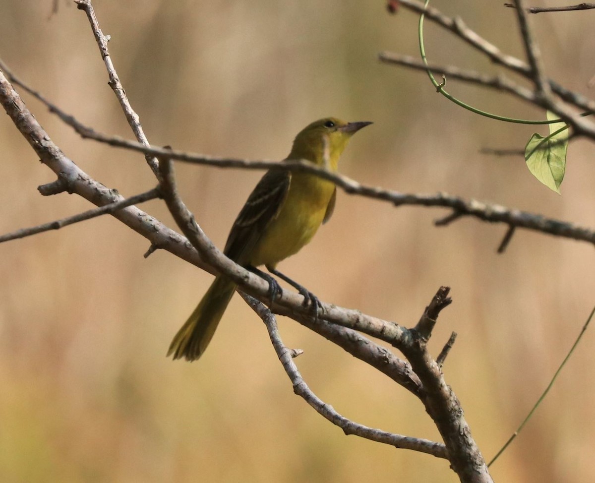 Orchard Oriole - Alice Le Duc