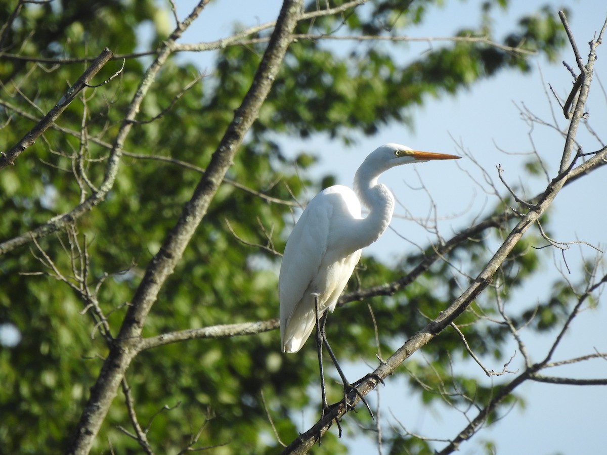 Great Egret - ML608269891