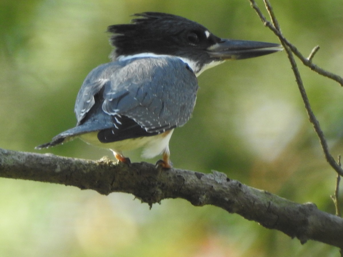 Belted Kingfisher - ML608269990