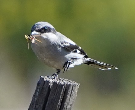 Loggerhead Shrike - ML608270045