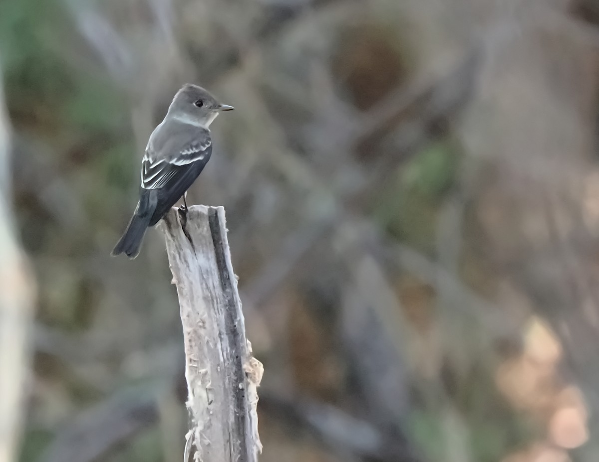 Western Wood-Pewee - ML608270102