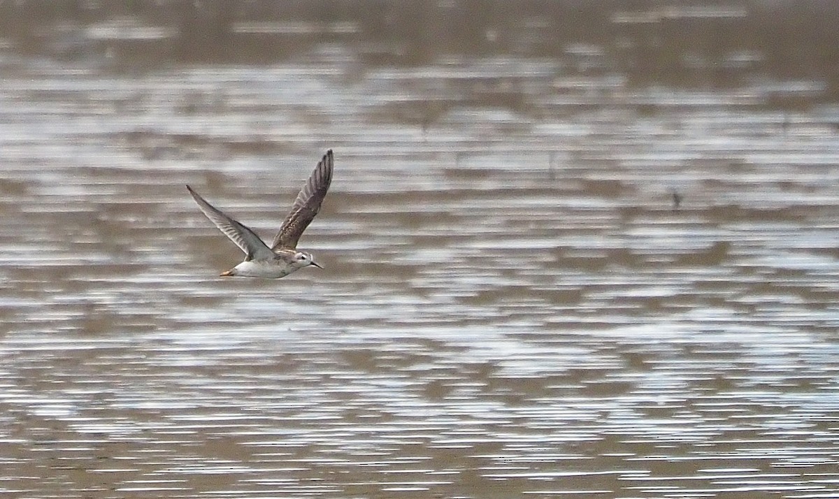 Wilson's Phalarope - ML608270139