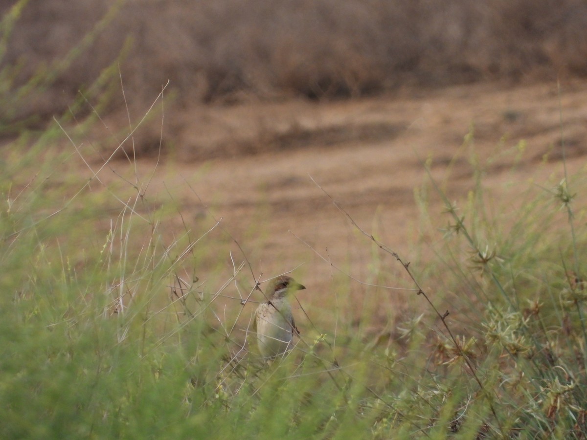 Red-backed Shrike - ML608270166