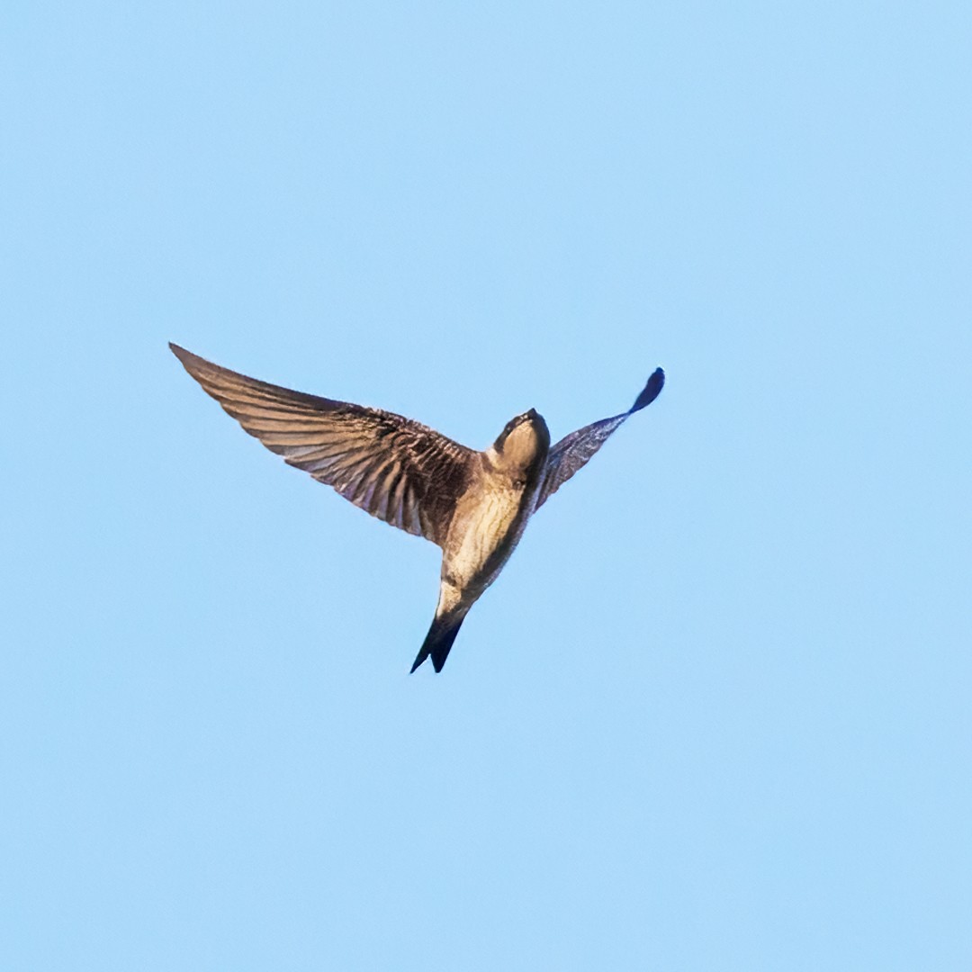 Purple Martin - ML608270256