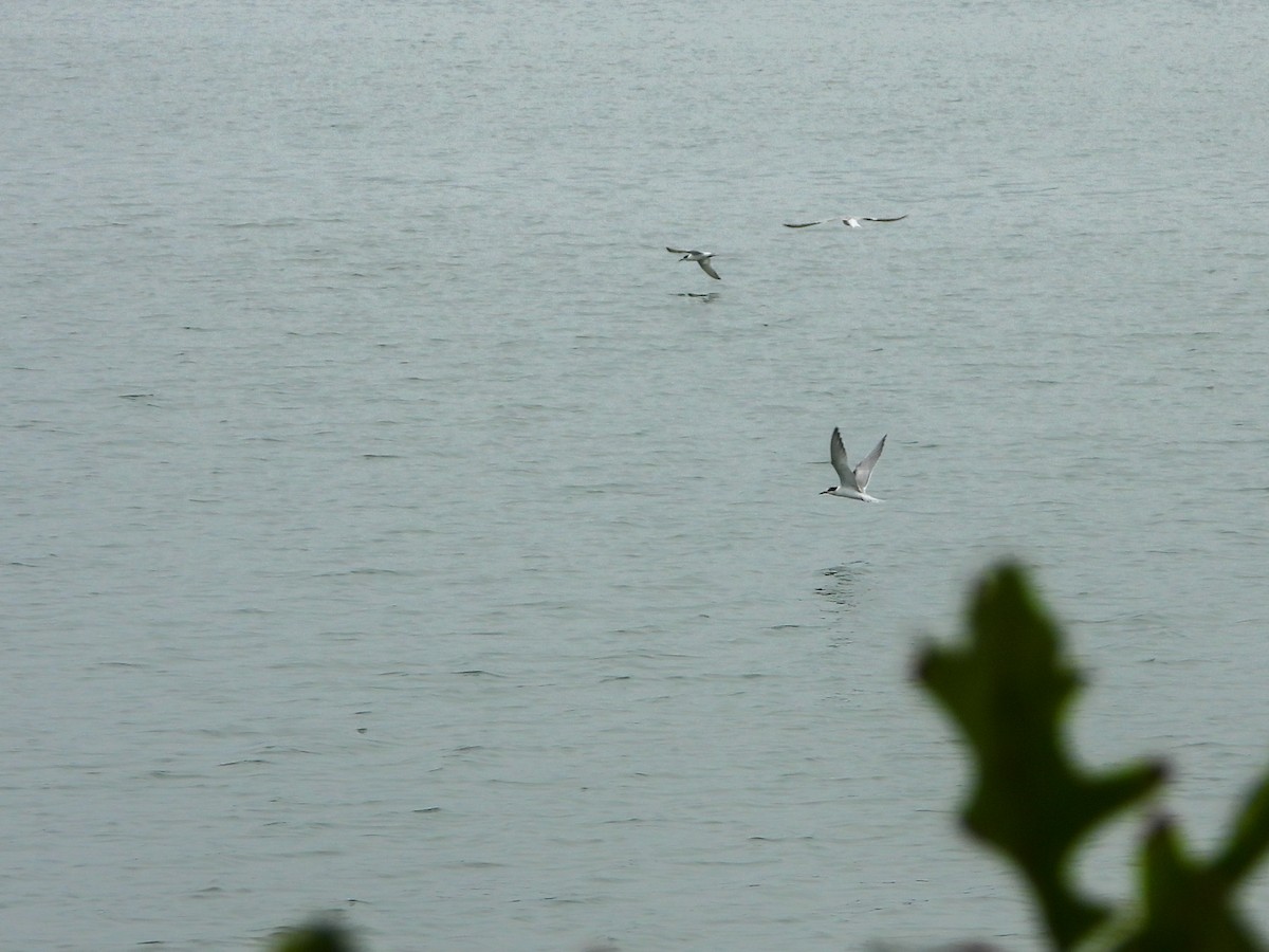 Common Tern - ML608270328