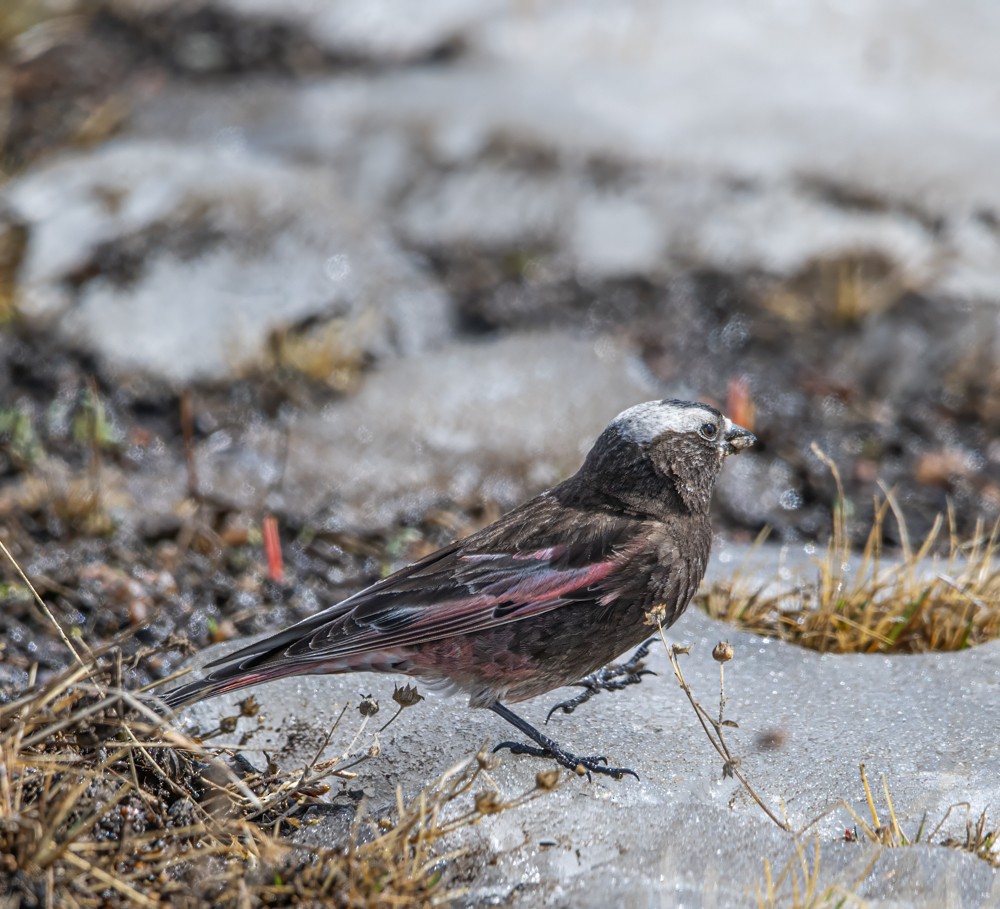 Black Rosy-Finch - ML608270350