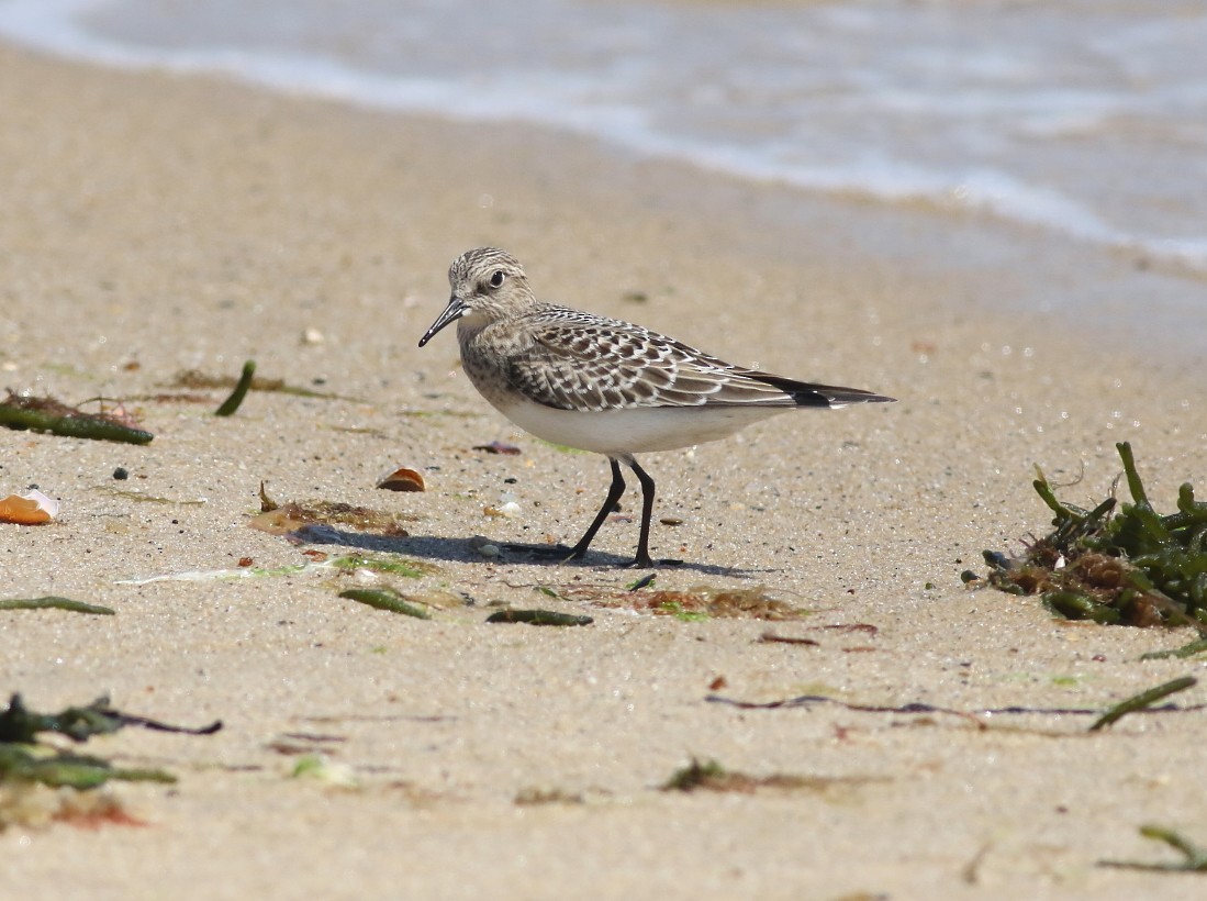 Baird's Sandpiper - ML608270378