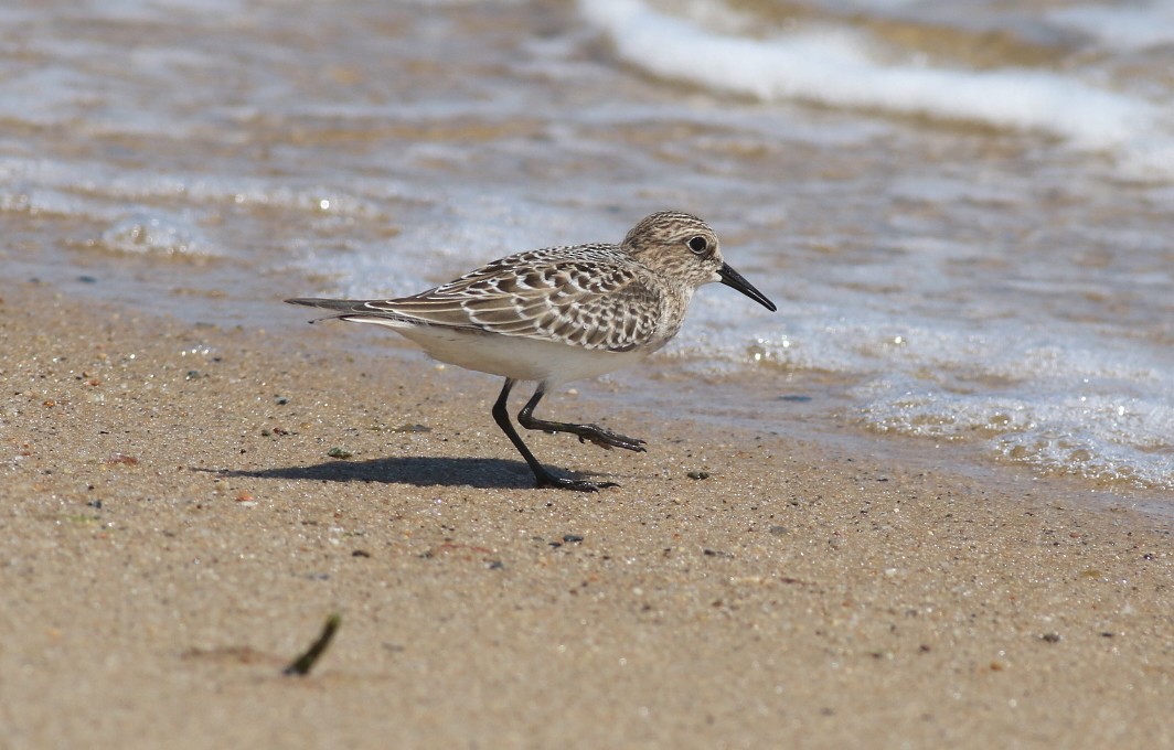 Baird's Sandpiper - ML608270407