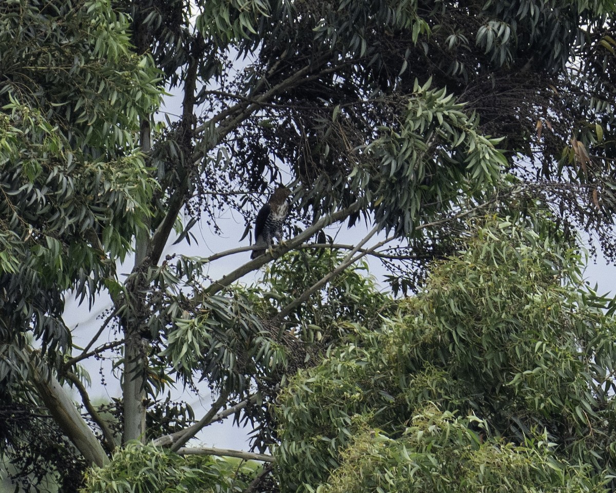 Ornate Hawk-Eagle - ML608270413