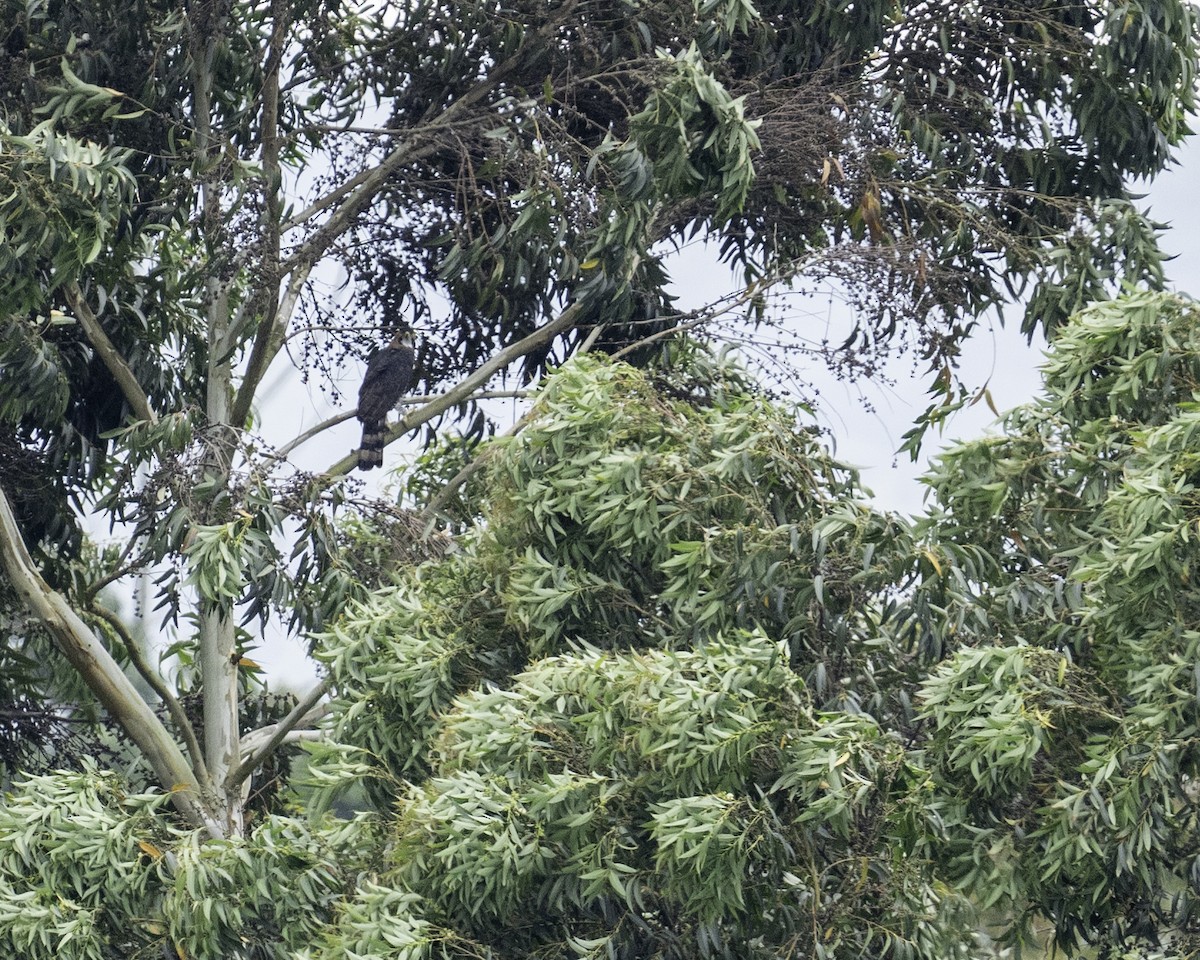Ornate Hawk-Eagle - ML608270414