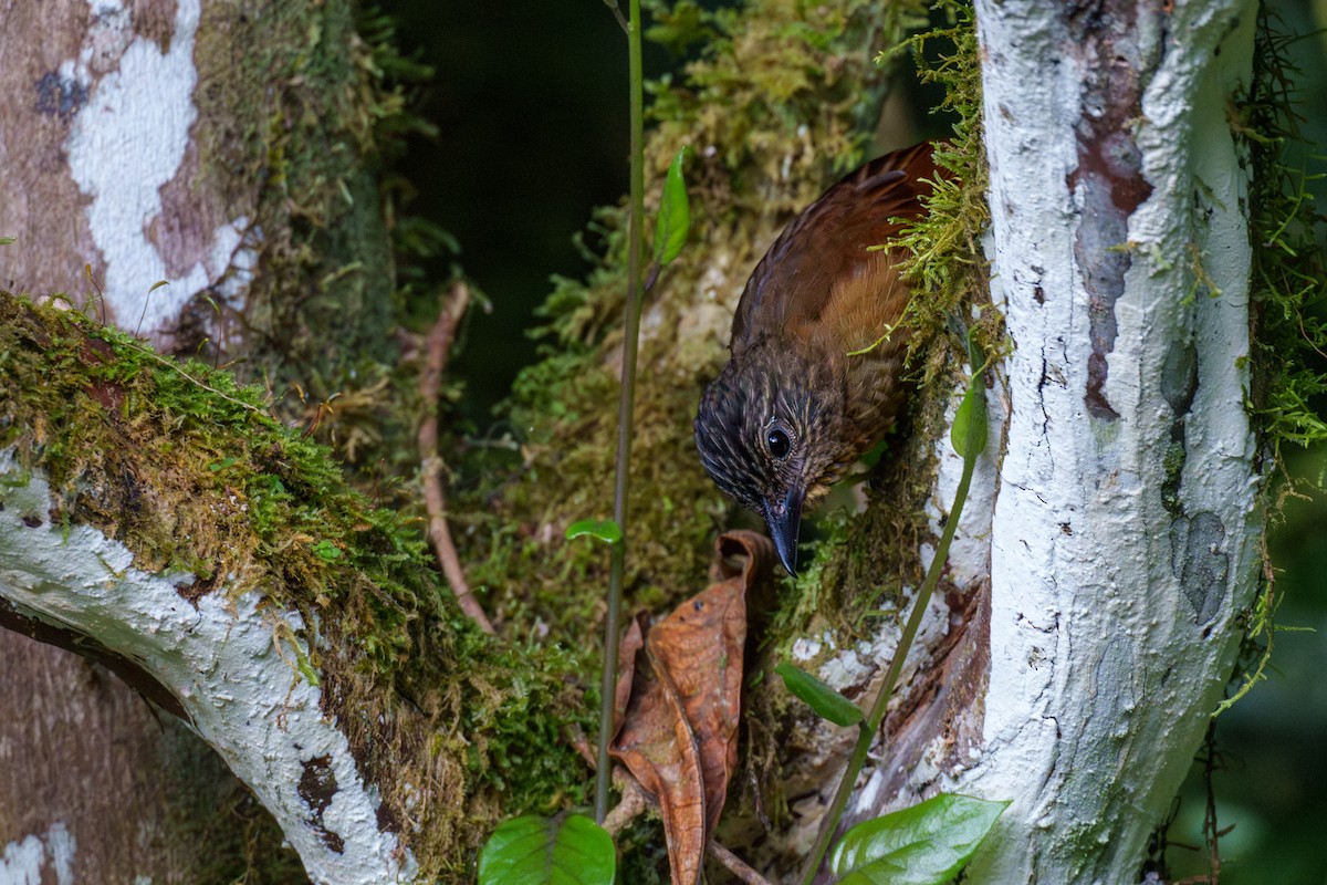 Streak-capped Treehunter - ML608270524