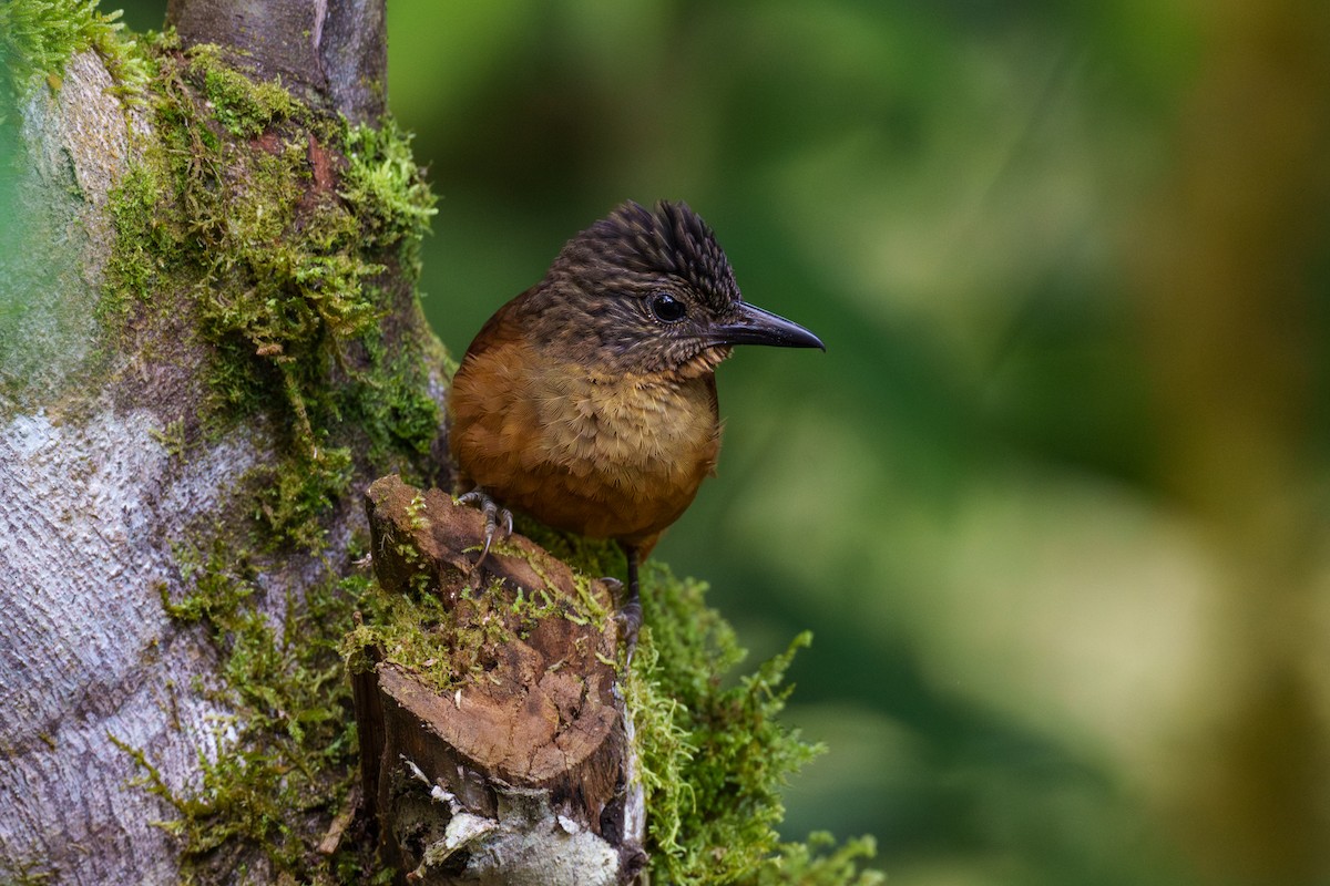 Streak-capped Treehunter - ML608270525