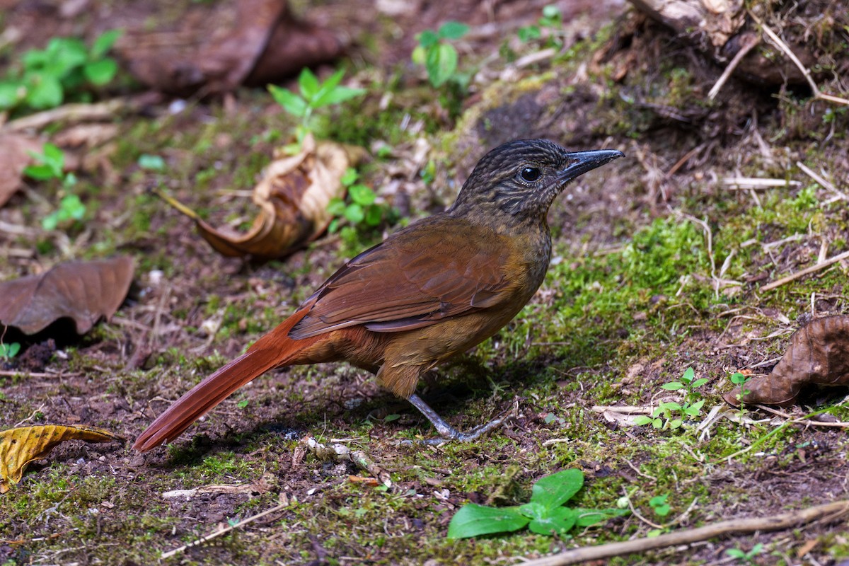 Streak-capped Treehunter - ML608270526