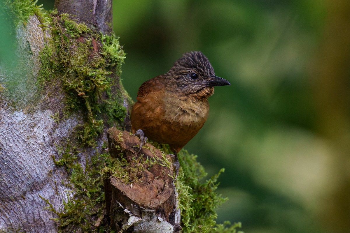 Streak-capped Treehunter - ML608270527