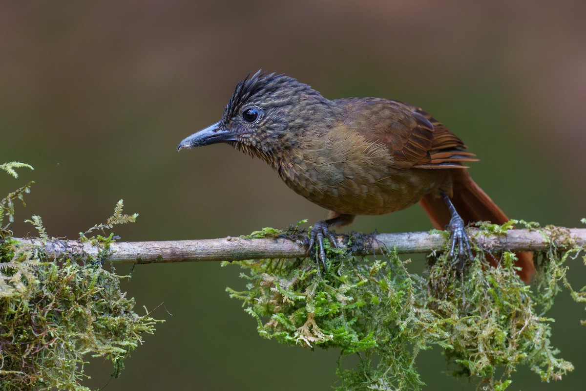 Streak-capped Treehunter - ML608270528