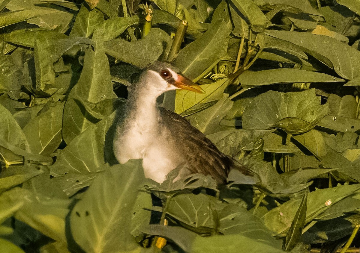 White-browed Crake - ML608270532