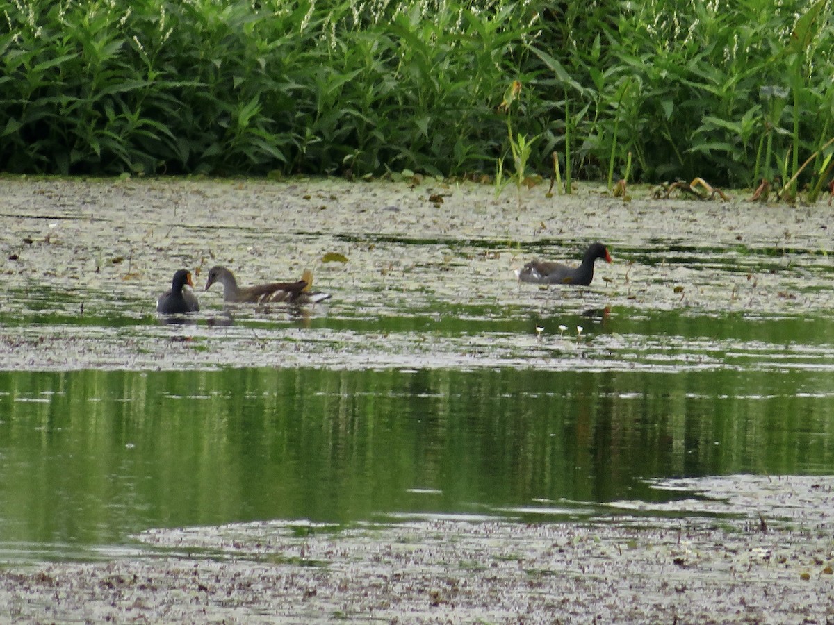 Common Gallinule - ML608270659