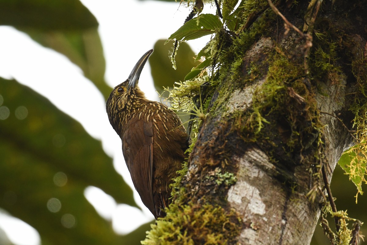 Strong-billed Woodcreeper - Maryse Neukomm