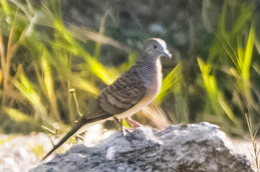 Zebra Dove - ML608270795