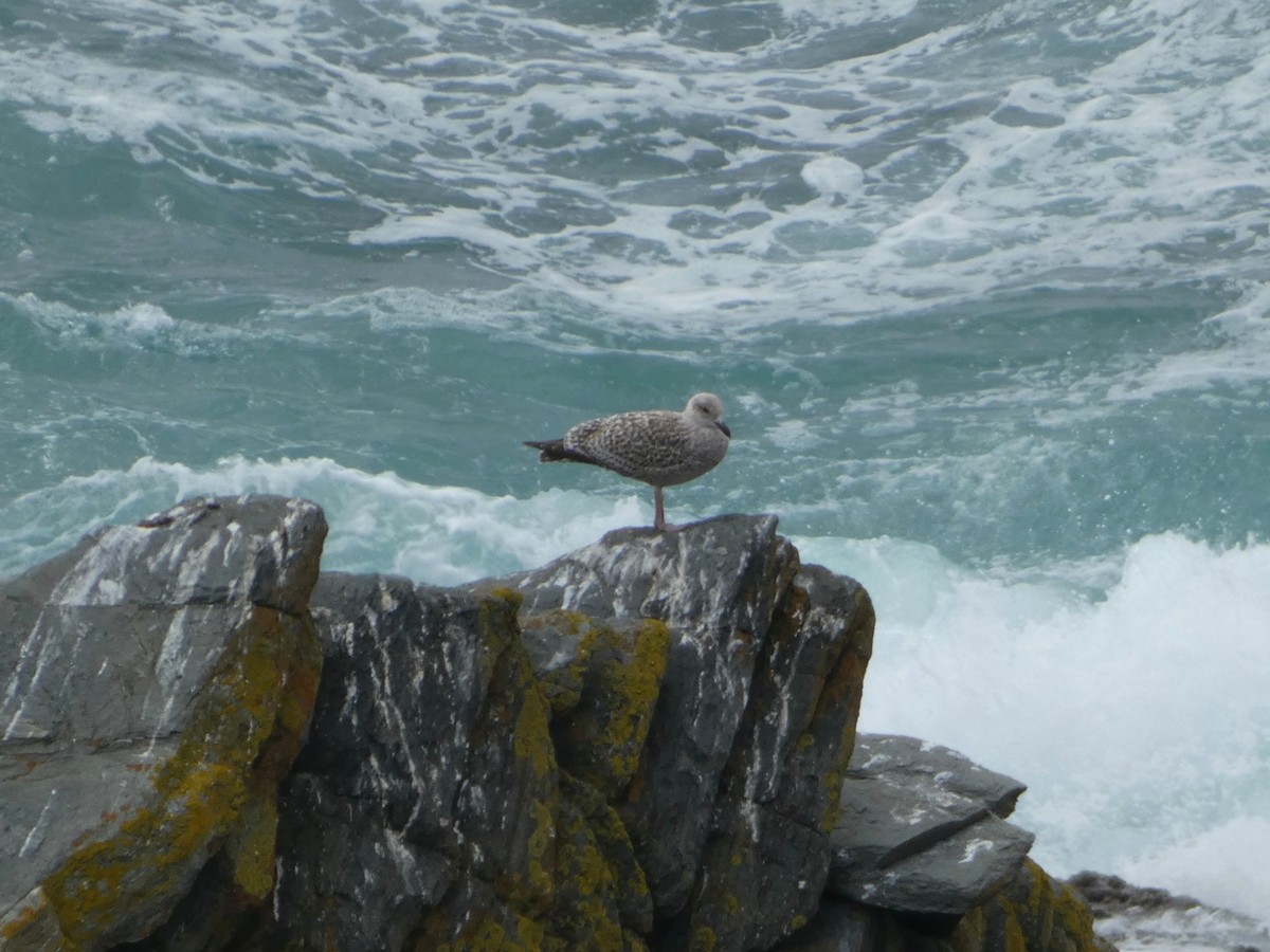 Kaio hauskara europarra - ML608270796