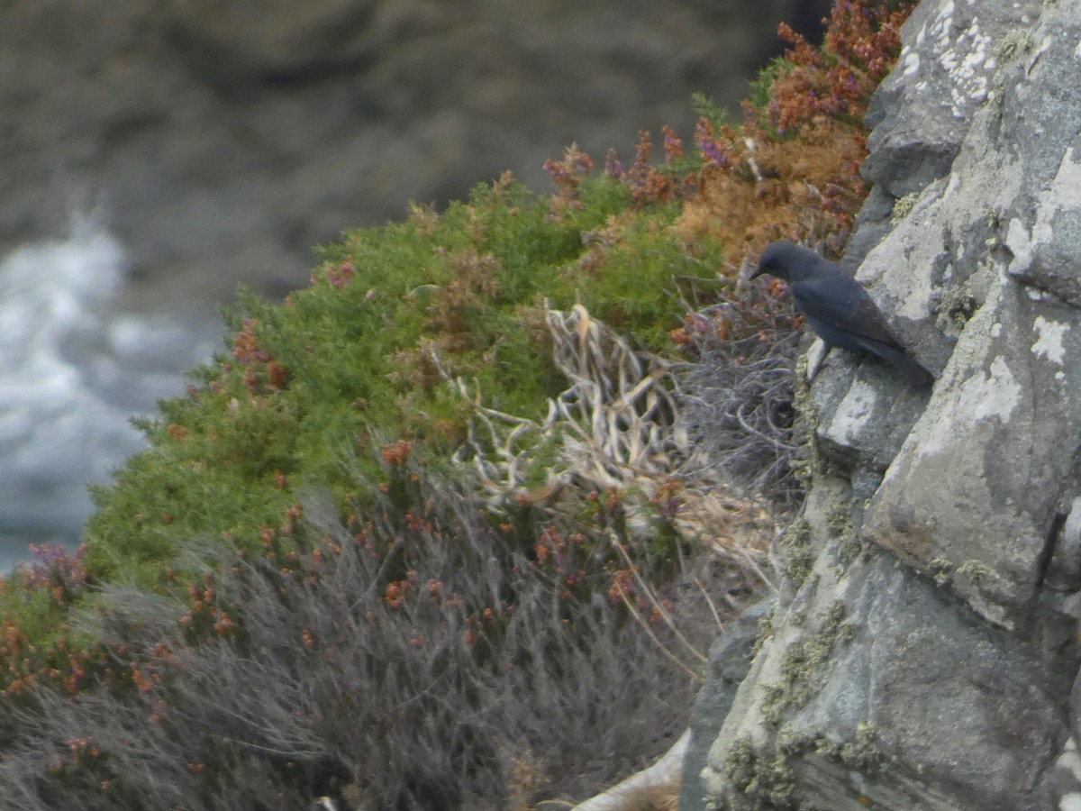 Harkaitz-zozo urdina - ML608270817