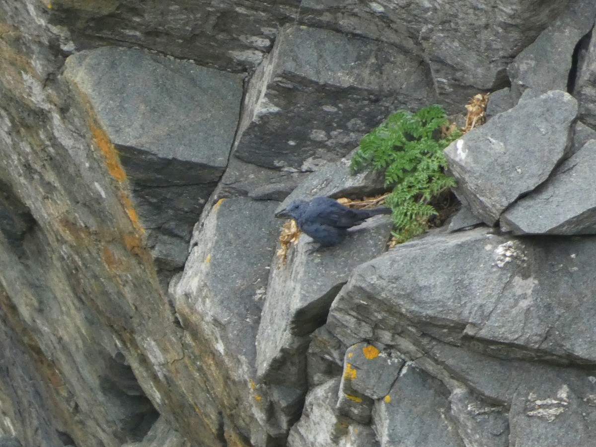 Harkaitz-zozo urdina - ML608270818