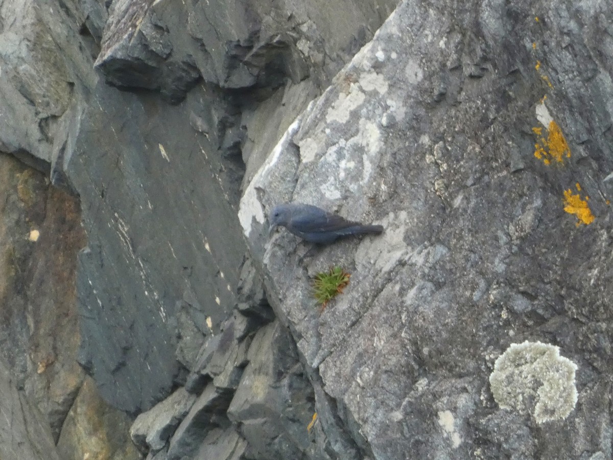 Harkaitz-zozo urdina - ML608270819