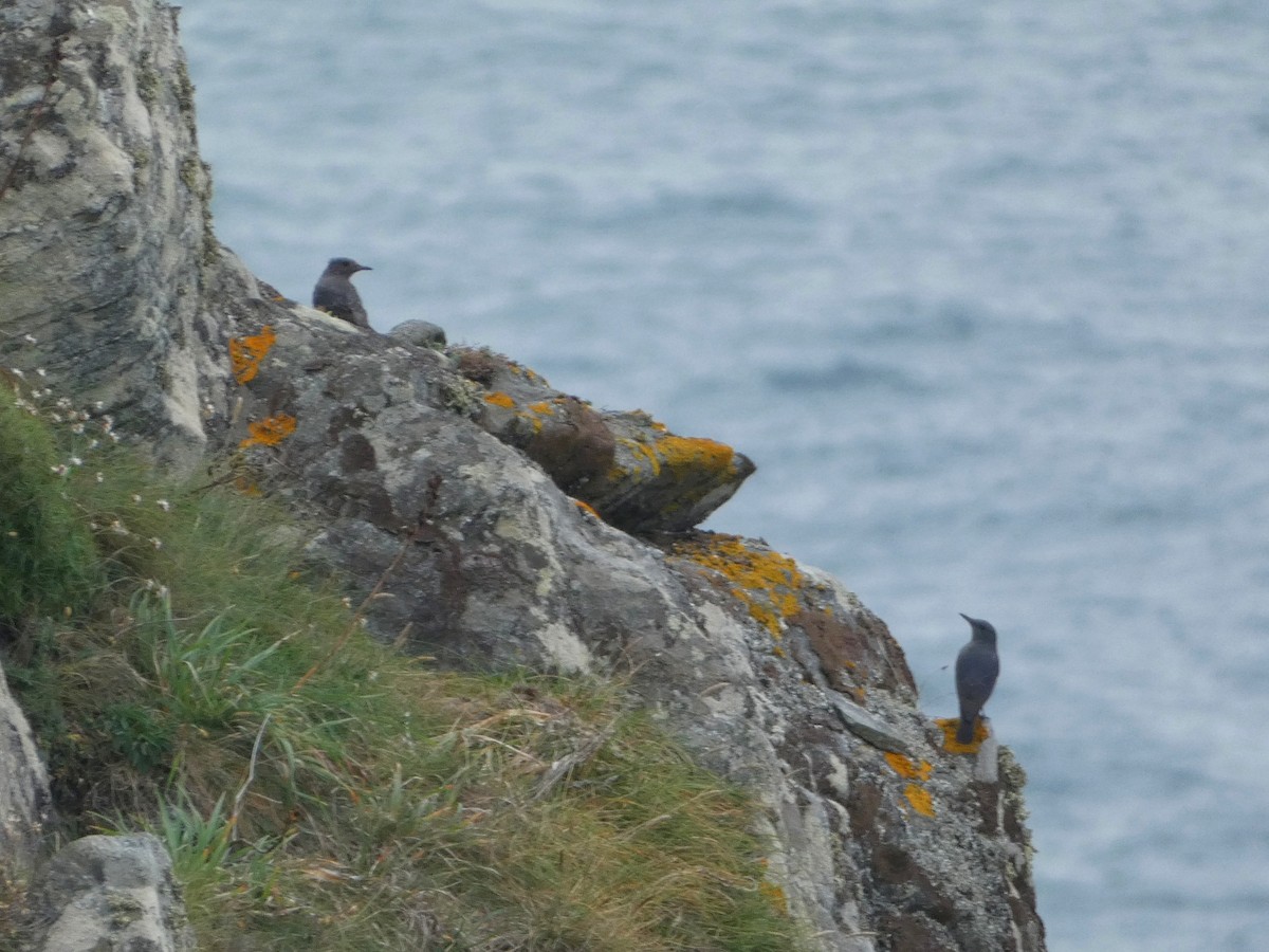 Harkaitz-zozo urdina - ML608270838