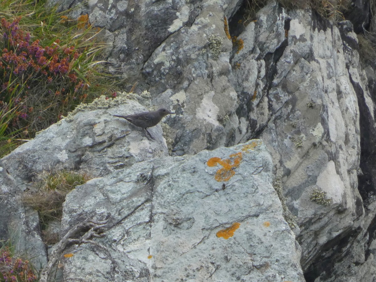 Harkaitz-zozo urdina - ML608270841