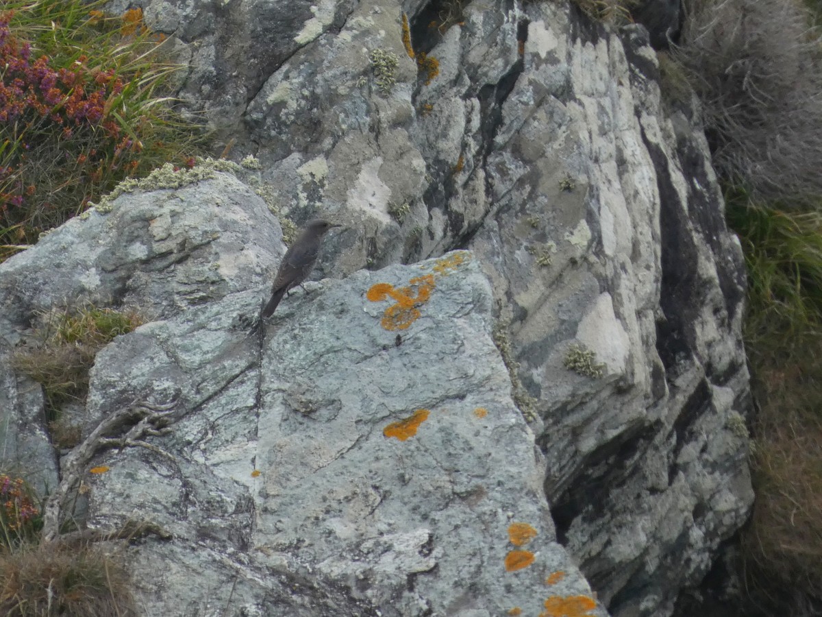 Harkaitz-zozo urdina - ML608270842