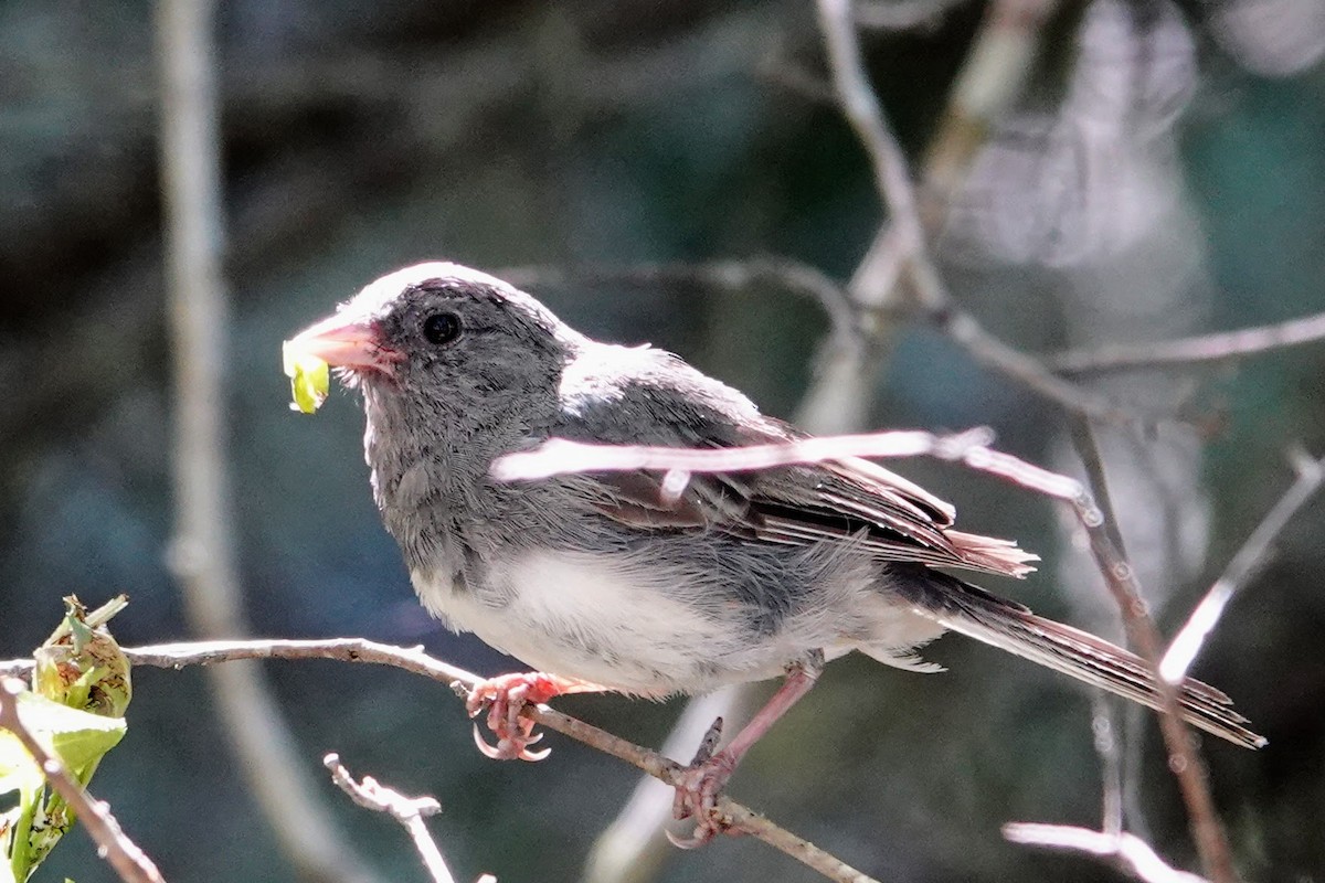 Dark-eyed Junco - ML608270854