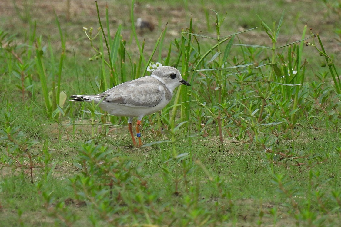 Flötenregenpfeifer - ML608270977