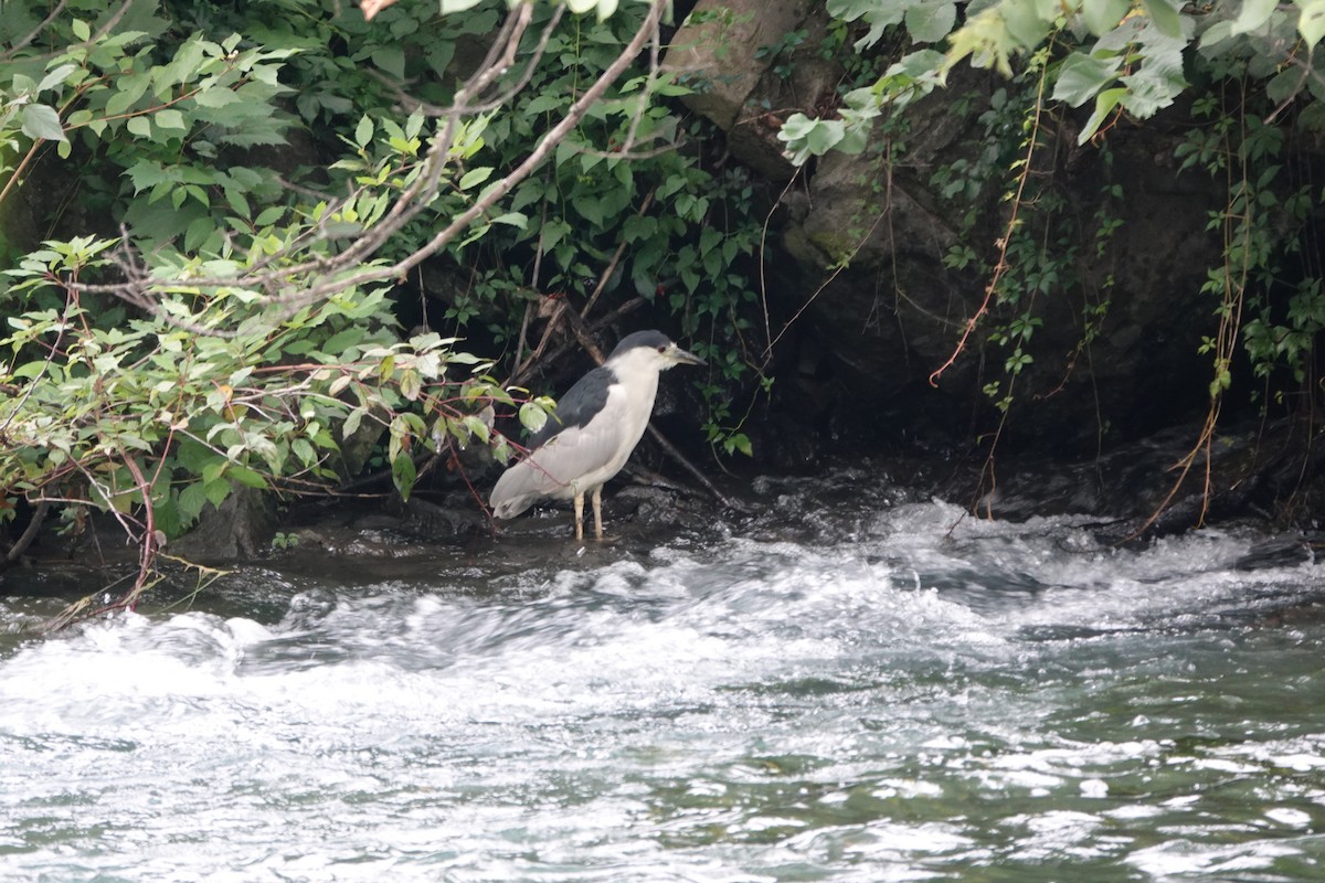 Black-crowned Night Heron - ML608270996