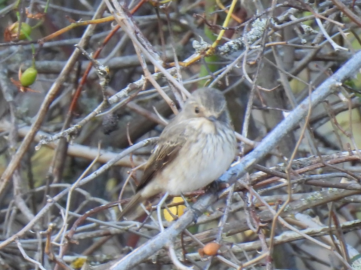 Spotted Flycatcher - ML608271010