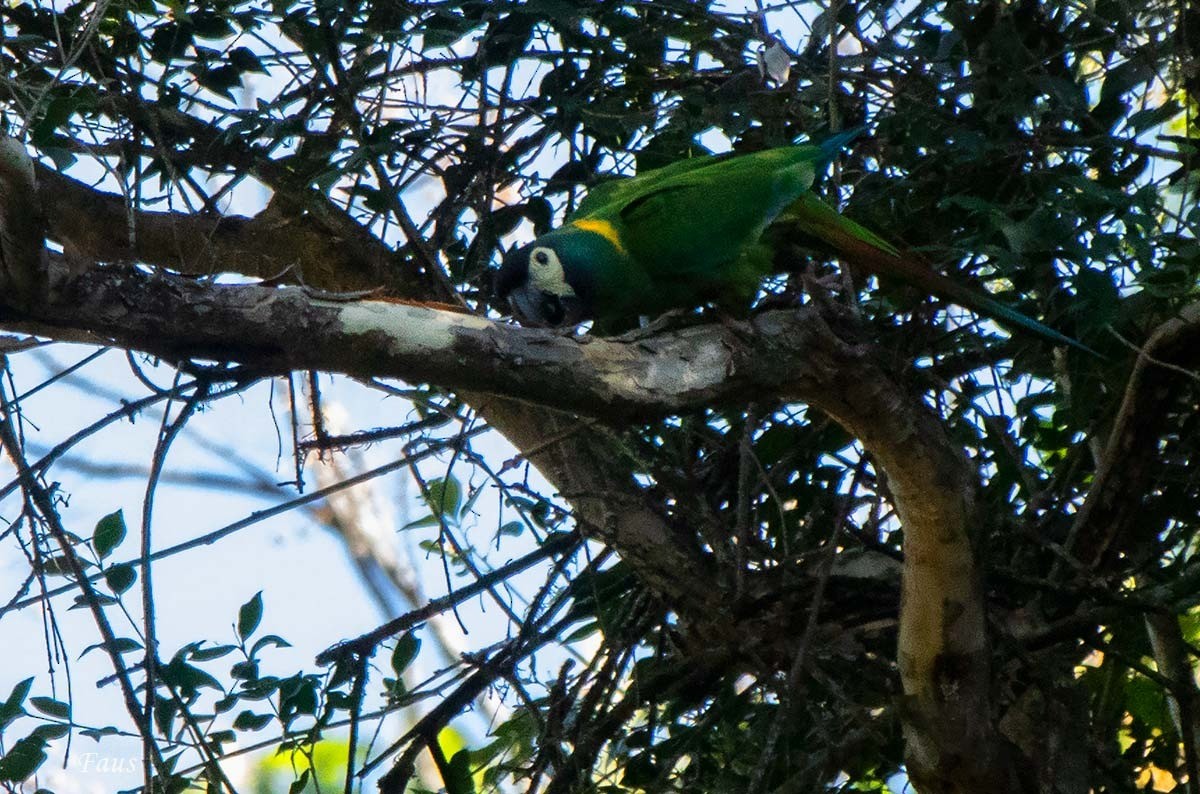 Guacamayo Acollarado - ML608271114