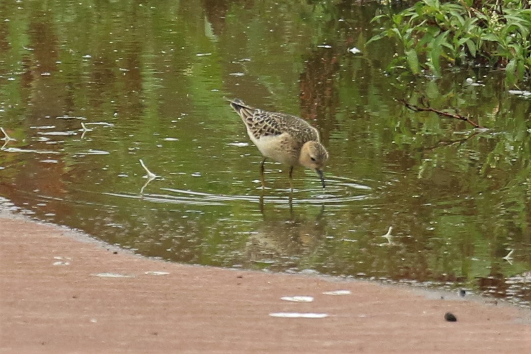 Buff-breasted Sandpiper - Lucinda Hodges