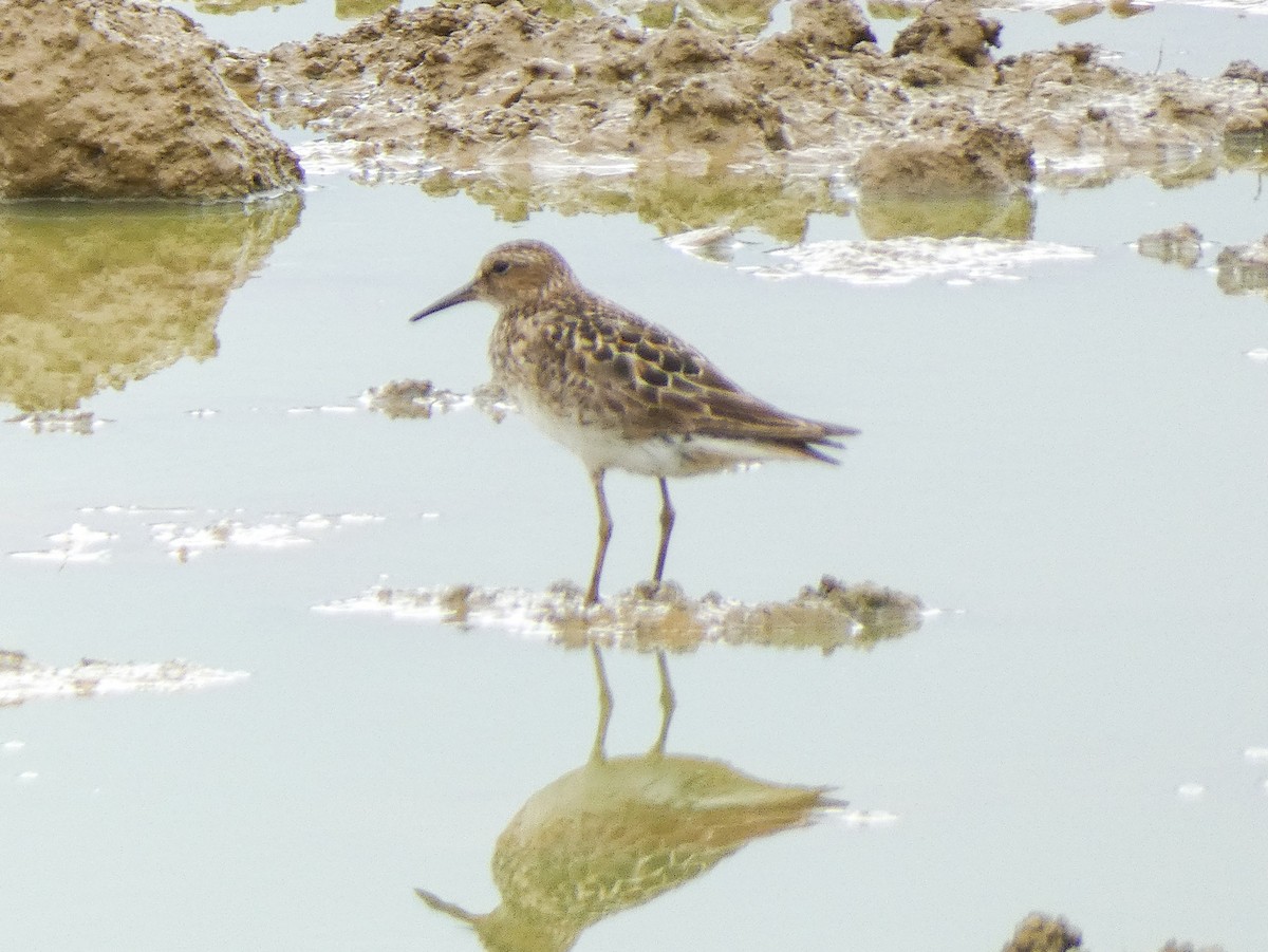 Pectoral Sandpiper - ML608271180