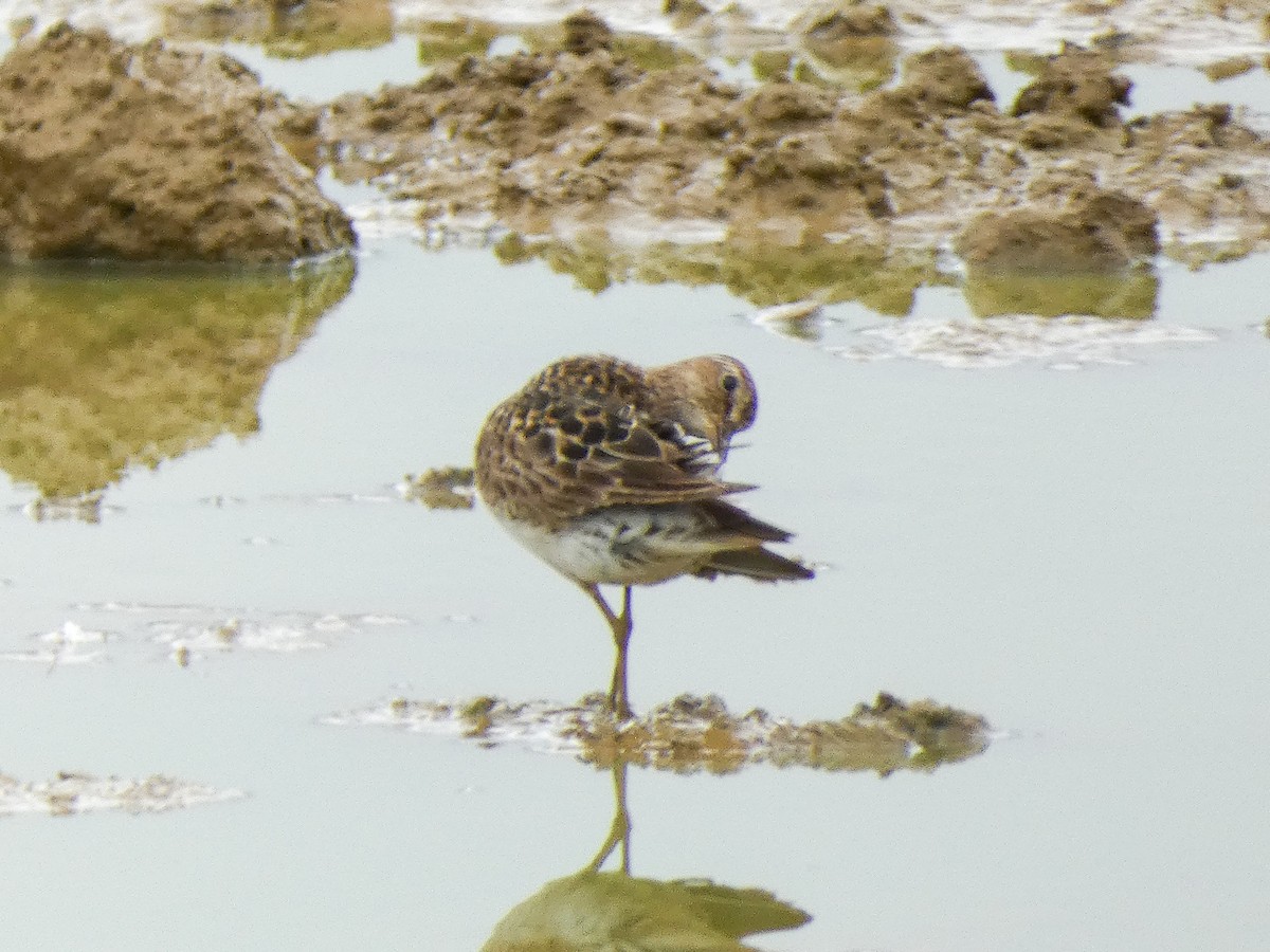 Pectoral Sandpiper - ML608271181