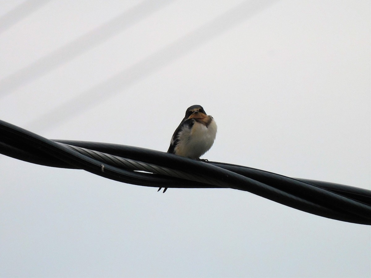 Barn Swallow - ML608271271