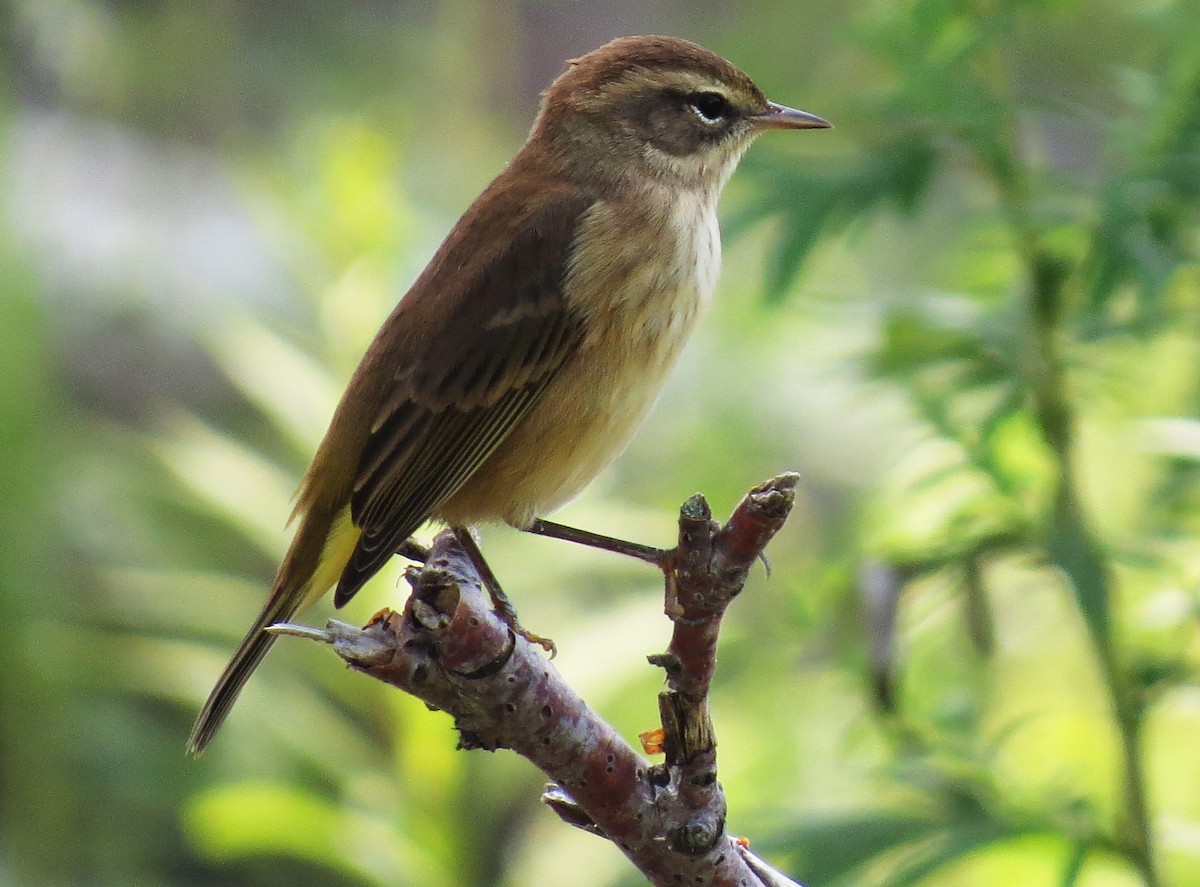 Palm Warbler - shelley seidman