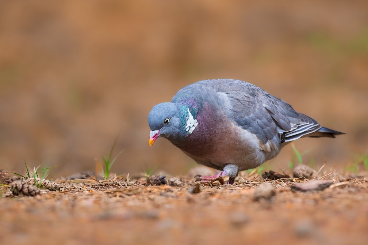 Common Wood-Pigeon - ML608271307