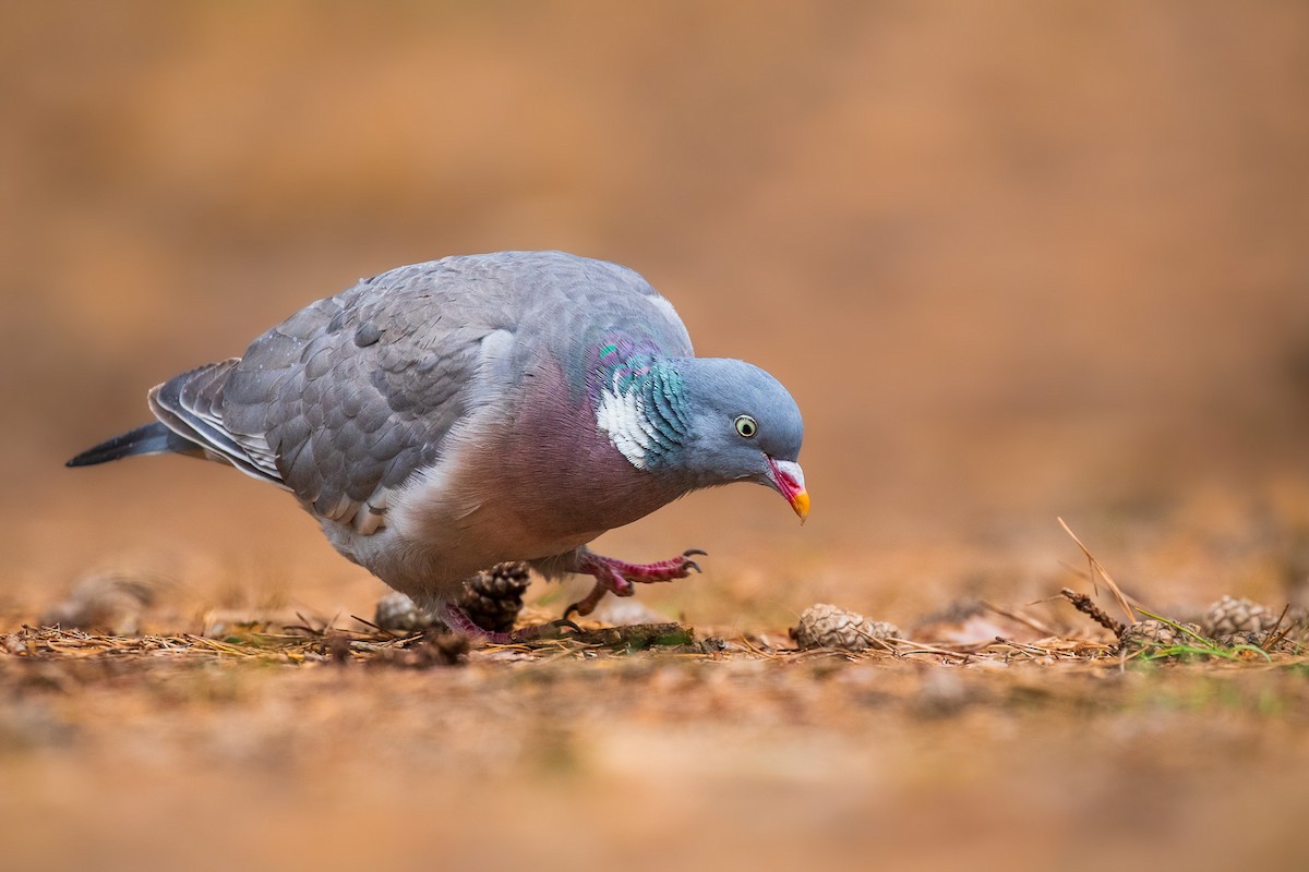 Common Wood-Pigeon - ML608271308