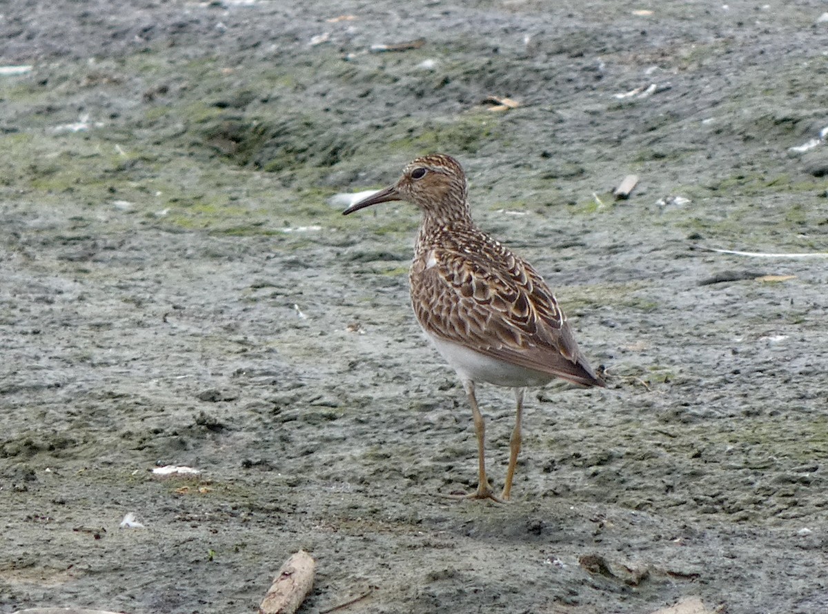 Bécasseau à poitrine cendrée - ML608271315