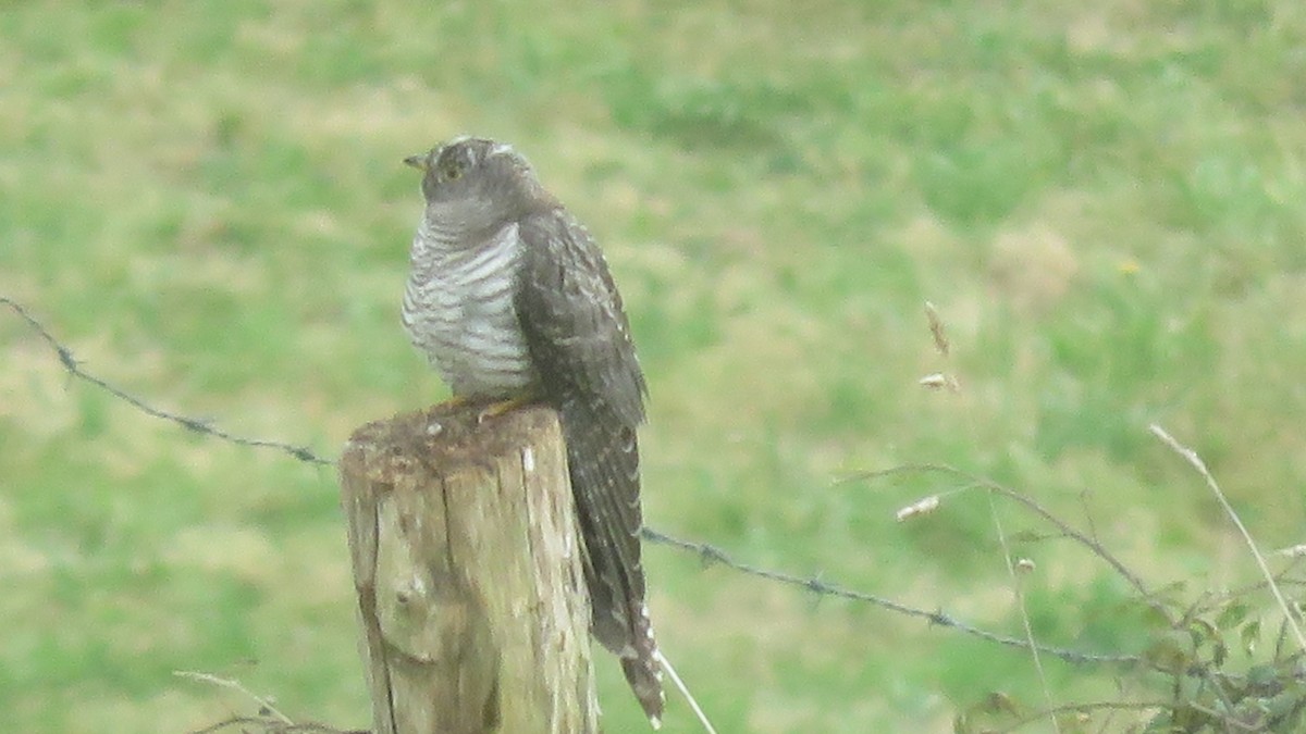 Common Cuckoo - ML608271443