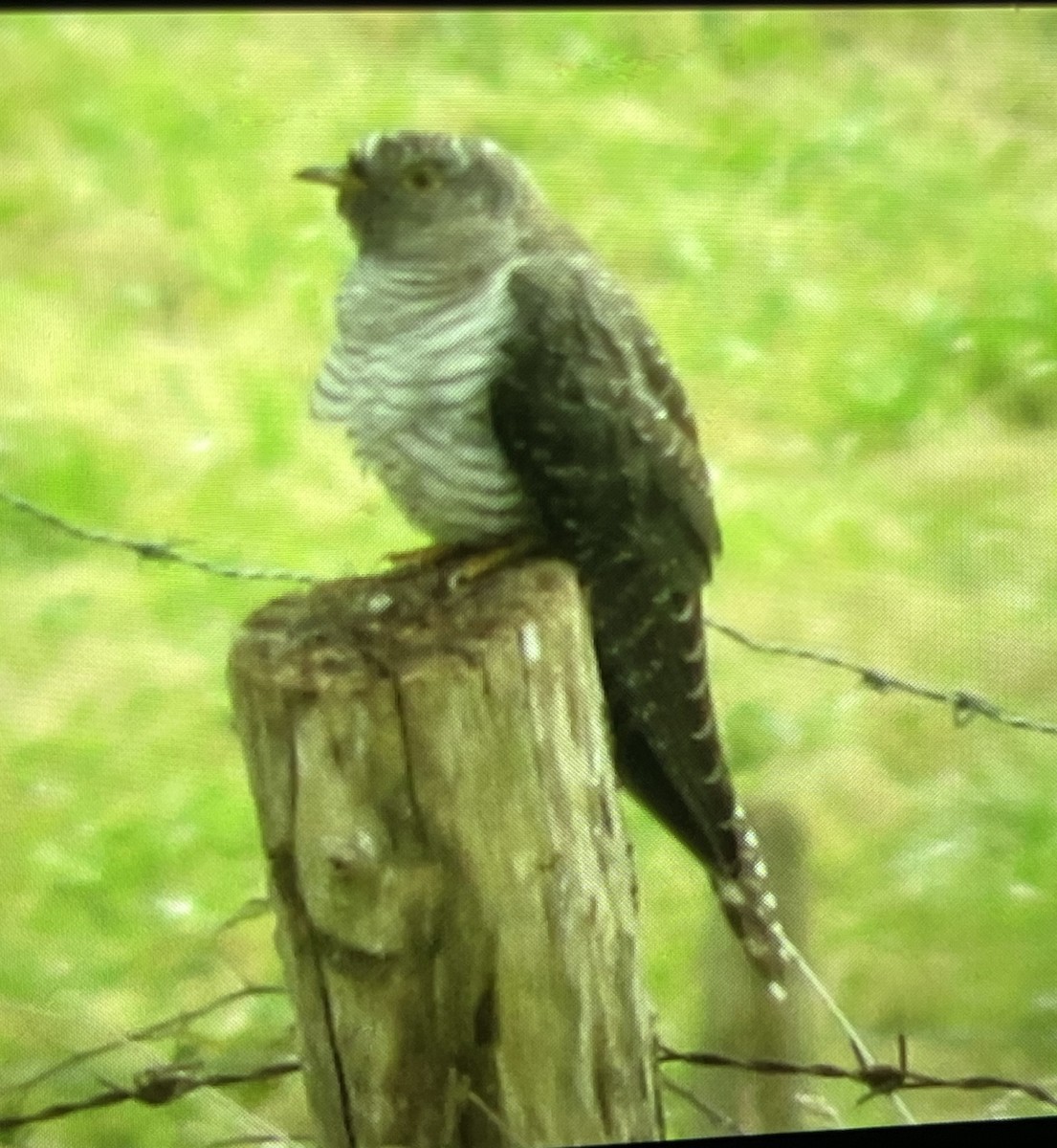 Common Cuckoo - ML608271444