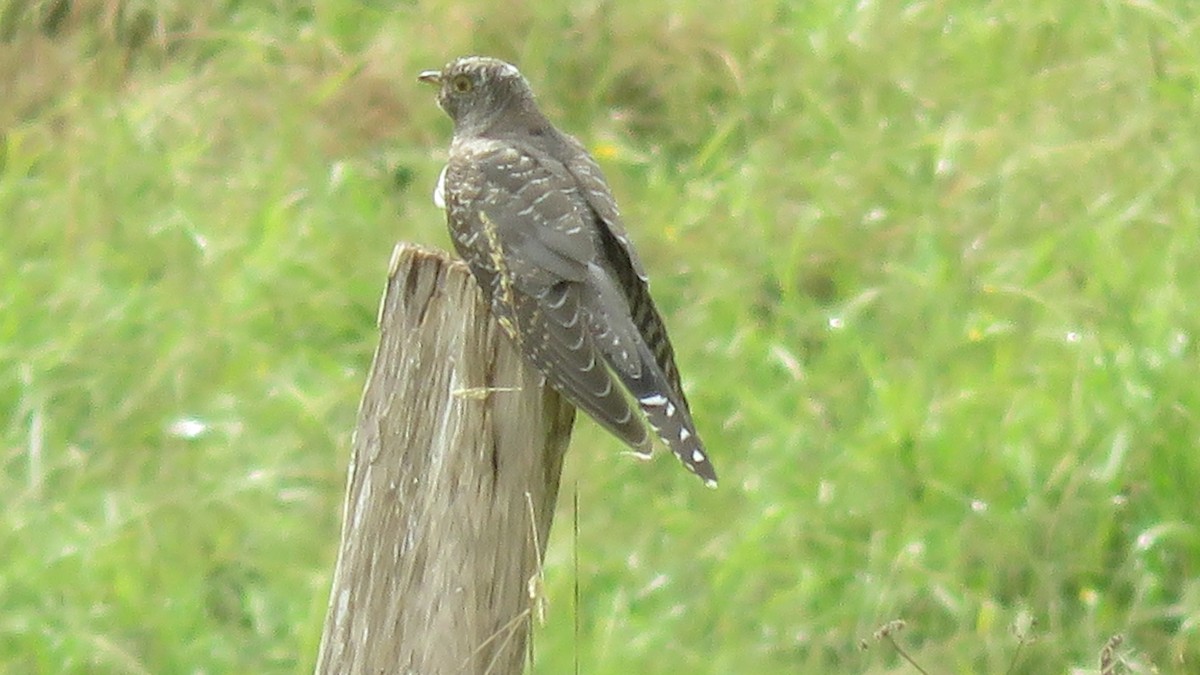 Common Cuckoo - ML608271445