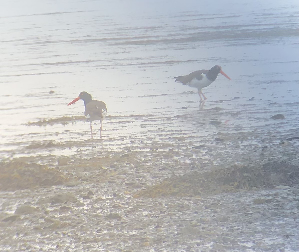 American Oystercatcher - Kathleen Rawdon