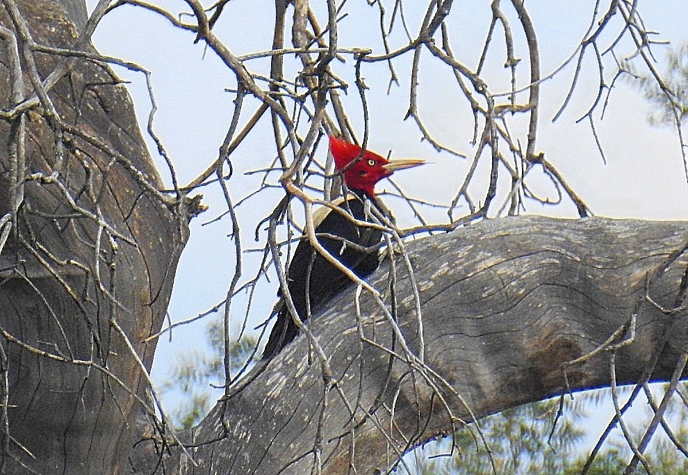 Cream-backed Woodpecker - ML608271448