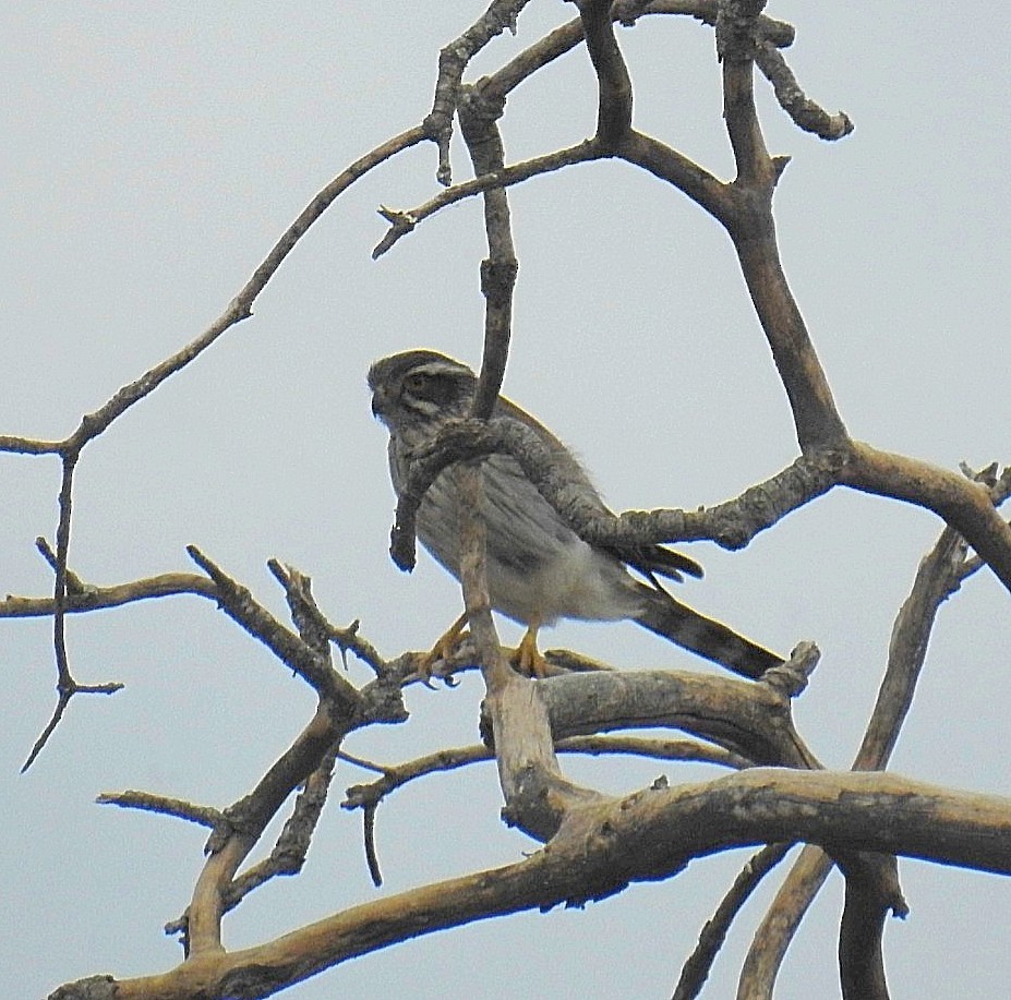 Spot-winged Falconet - ML608271459